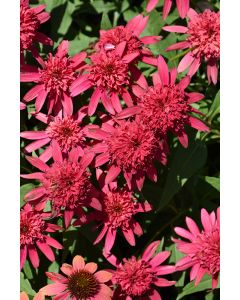 Echinacea, Coneflower 'Double Scoop™ Raspberry'
