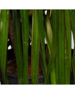 Dracaena Marginata 'Bicolor'