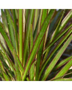Dracaena Marginata 'Dragon Tree'