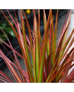 Dracaena Marginata 'Colorama'