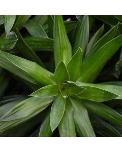 Dracaena Reflexa