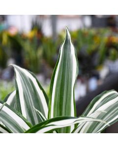 Dracaena Warneckii 'White Jewel'