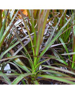 Dracaena Marginata 'Bloodstone'