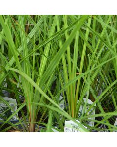 Dracaena Indivisa 'Spike'