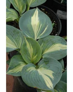 Hosta, Blue-White Leaf 'Dream Queen'