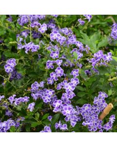 Duranta Erecta 'Golden Dewdrop'