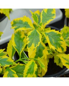 Duranta Erecta 'Gold Edge'