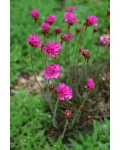 Armeria, Sea Thrift 'Dusseldorf Pride'