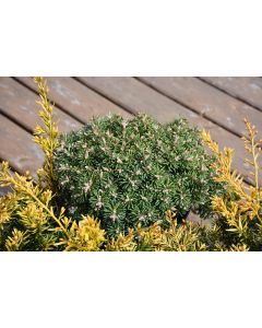 Abies, Korean Fir 'Blue Eskimo'