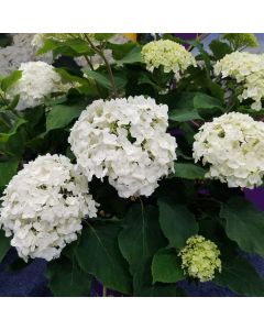 Hydrangea, Smooth 'FlowerFull®' 