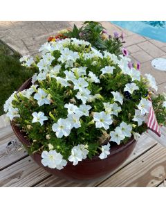 Petunia, Light Bio 'Firefly'