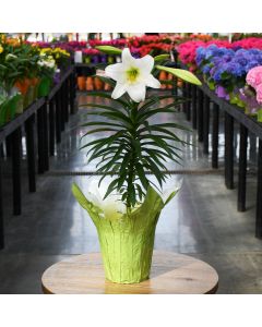 Lilium, Easter Lily