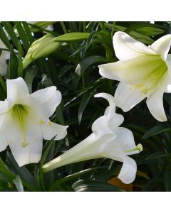 Lilium, Easter Lily