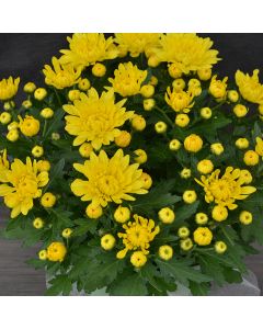 Chrysanthemum, Pot Mums 'Easter Yellow'