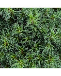Pinus, Eastern White Pine 'Mini Twists'