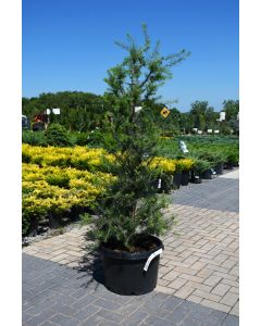 Larix, Eastern Larch 'Tamarack'