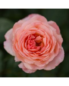 Rosa, Shrub Rose, 'Easy Elegance® Calypso'