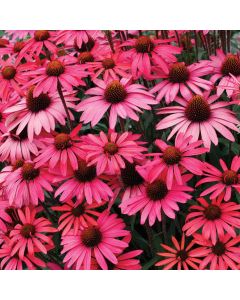 Echinacea, Coneflower 'Dream™ Glowing Dream'