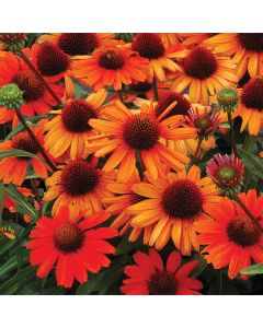Echinacea, Coneflower 'Kismet® Intense Orange'