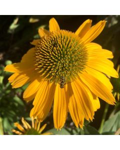 Echinacea, Coneflower 'Kismet® Yellow'