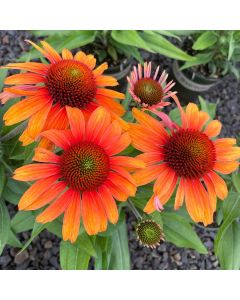 Echinacea, Coneflower 'Prima™ Tiger'