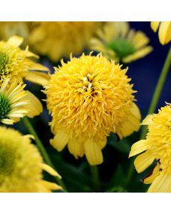 Echinacea, Coneflower 'Sunny Days™ Lemon'