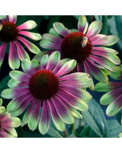Echinacea, Coneflower 'Sweet Sandia'