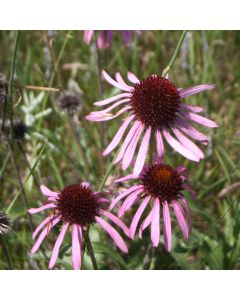 Echinacea, Narrow-leaved Coneflower 'Minnesota Native'