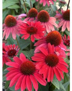 Echinacea, Coneflower SunMagic® Vintage 'Hot Red'
