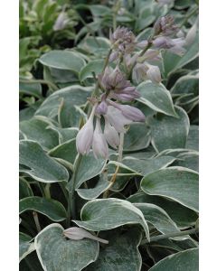 Hosta, White-Blue Leaf 'El Nino'