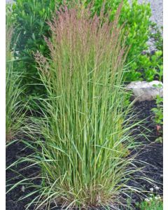 Calamagrostis, Feather Reed Grass 'Eldorado'