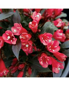 Weigela, Dark Foliage 'Electric Love®'