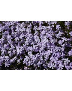 Phlox, Creeping 'Emerald Blue'