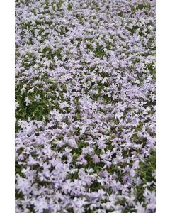 Phlox, Creeping 'Emerald Cushion'