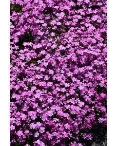 Phlox, Creeping 'Emerald Pink'