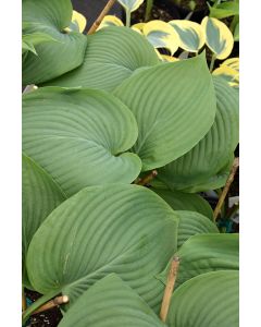Hosta, Green Leaf 'Empress Wu'