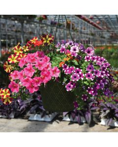 12” Hanging Basket