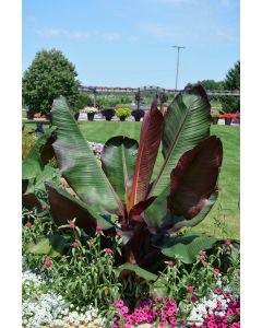 Ensete Maurelii 'Red Banana'
