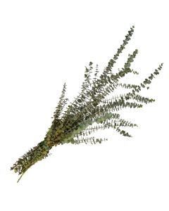 Eucalyptus, Baby Eucalyptus