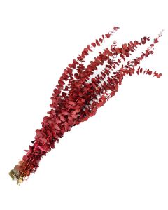 Eucalyptus, Baby Eucalyptus 'Red Dipped'