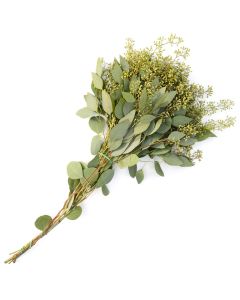 Eucalyptus with Seed Heads