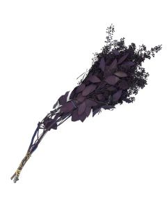 Eucalyptus with Seed Heads, Dipped 'Purple'