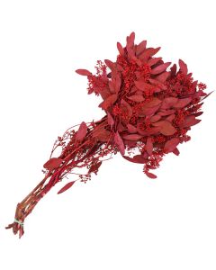 Eucalyptus with Seed Heads, Dipped 'Red'