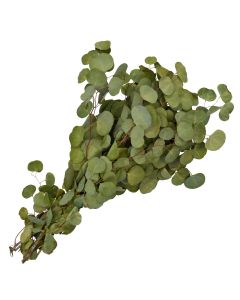 Eucalyptus 'Silver Dollar'