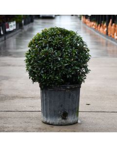 Eugenia 'Globe'