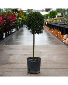 Eugenia, Topiary '1 Ball'