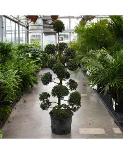 Eugenia, Topiary 'Pom Pom'