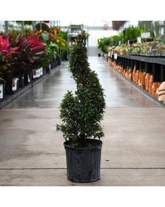Eugenia, Topiary 'Spiral'