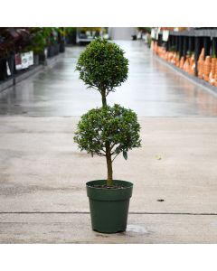 Eugenia, Topiary '2 Ball'