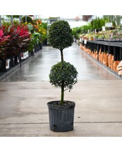 Eugenia, Topiary '2 Ball'